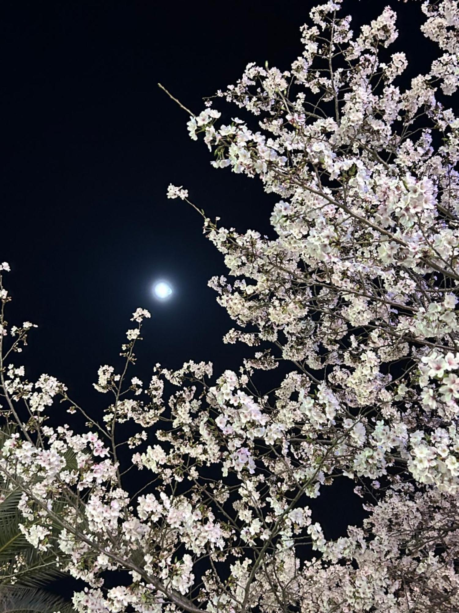 Ryoso Chatani Kyoto Buitenkant foto